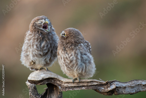 Schilderij op canvas Bird Little owl in natural habitat Athene noctua