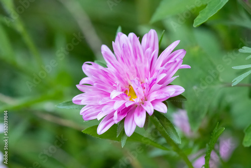 China Aster