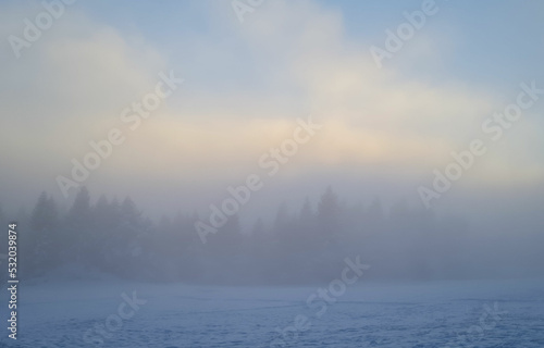 Winter landscape of forest. Foggy weather. Forest in a foggy winter day. 