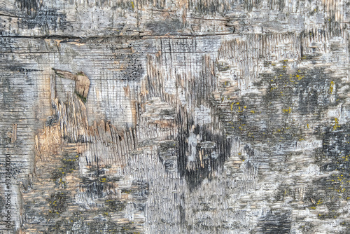 The texture of old plywood. The background is made of an old tree with moss. Top view of time-damaged plywood.