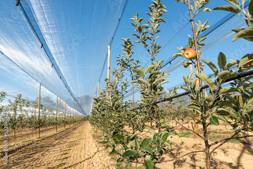 Système d'irrigation dans un verger photo