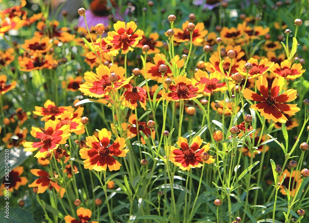 Background of yellow flowers in the garden. Coreopsis dyeing natural background.