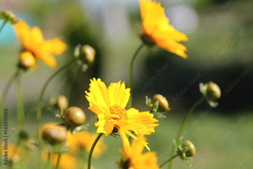 Yellow flowers background, yellow cosmos flower in the summer garden. Yellow flowers background, yellow cosmos flower in the summer garden.