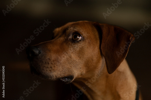 Dog actor with emotional expression
