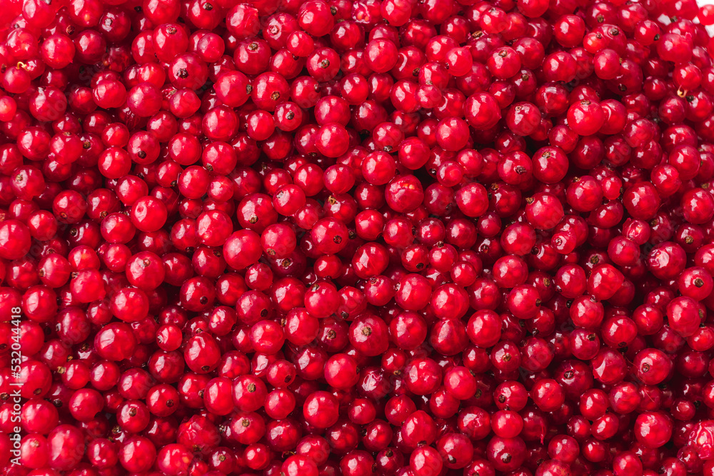 Red currant, close-up natural background banner wallpaper. Texture of ripe red currant berries. Harvesting farm organic food concept Red currant, close-up natural background banner wallpaper. Texture of ripe red currant berries. Harvesting farm organic food concept
