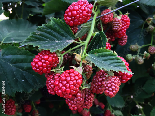 Blackberries are red, not yet ripe, hanging on green stems.