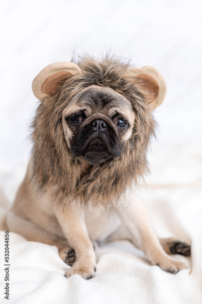Funny portrait cute funny pug dog in lion carnival costume looking at camera, Christmas domestic pets