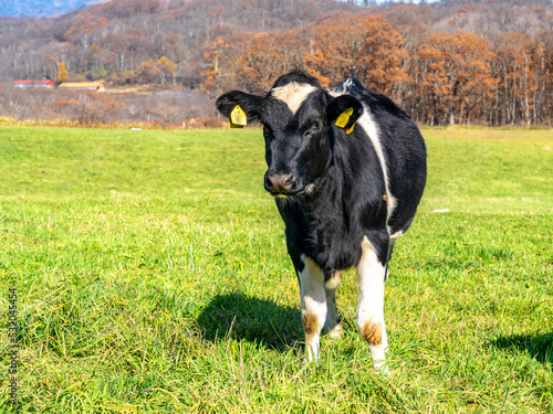 足寄の牧場で見かけた牛たち（北海道） photo