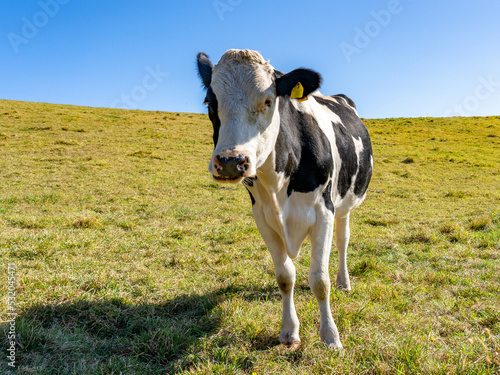 足寄の牧場で見かけた牛たち（北海道）