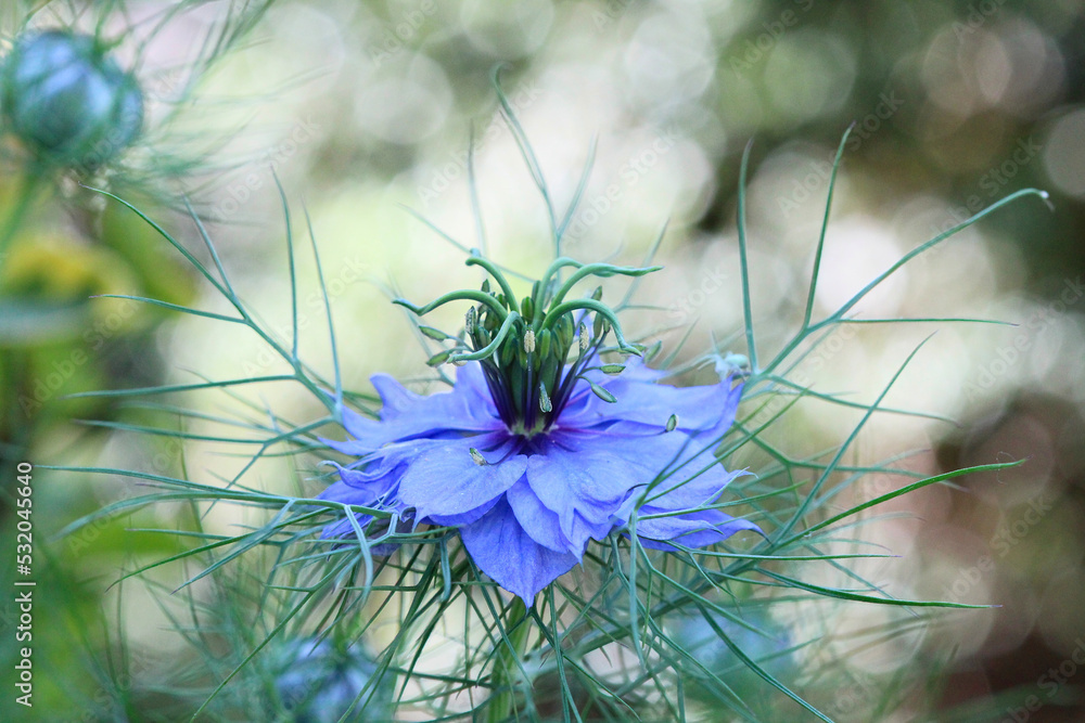 nigelle damassée (nigelle de damas) dans un champ de fleurs vertes. fleur  blanche et fleur bleue. photo avec bokeh. nigella damascena foto de Stock |  Adobe Stock