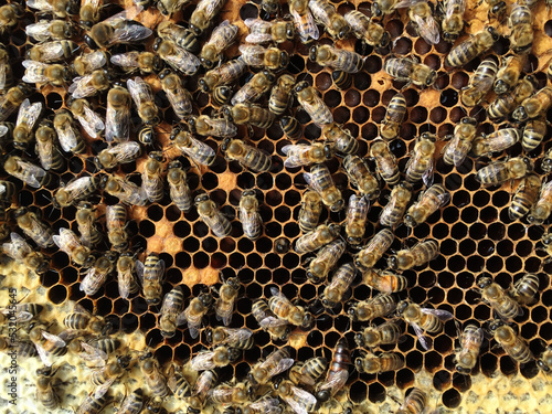 A swarm of bees sits on a wooden wall of a bee hive.