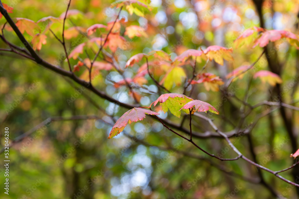 Autumn leaves Autumn leaves