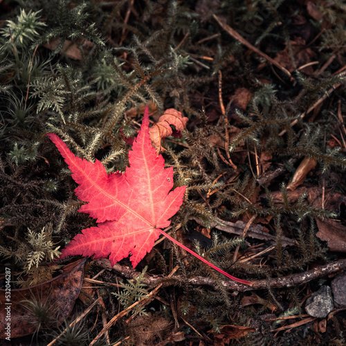 red maple leaf in autumn photo