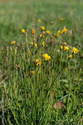 Scorzoneroides autumnalis - Leontodon autumnalis - Autumn hawkbit - Liondent d'automne