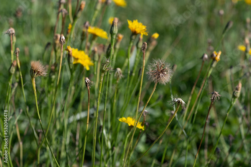 Scorzoneroides autumnalis - Leontodon autumnalis - Autumn hawkbit - Liondent d'automne