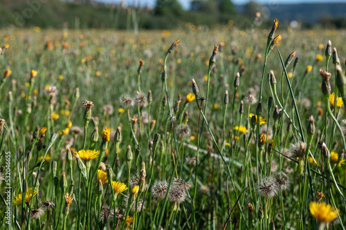 Scorzoneroides autumnalis - Leontodon autumnalis - Autumn hawkbit - Liondent d'automne