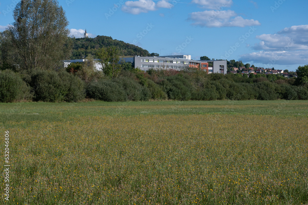 Scorzoneroides autumnalis - Leontodon autumnalis - Autumn hawkbit - Liondent d'automne Scorzoneroides autumnalis - Leontodon autumnalis - Autumn hawkbit - Liondent d'automne