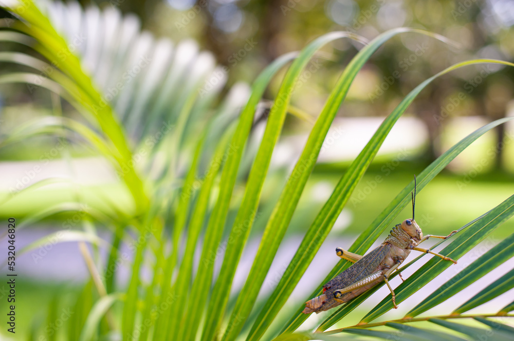 Large Grasshopper or Cricket on Palm Tree Leaf in Mexico with Tropical Green Garden Background with Space Large Grasshopper or Cricket on Palm Tree Leaf in Mexico with Tropical Green Garden Background with Space