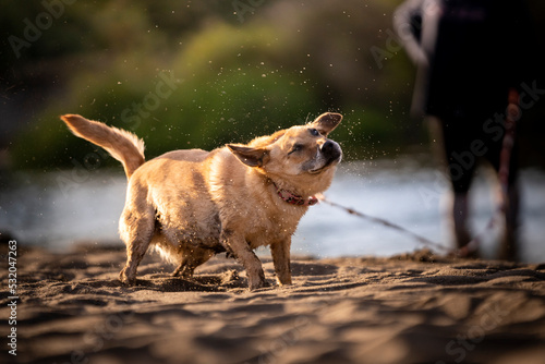 Pies na plaży otrzepuje się z piasku i wody