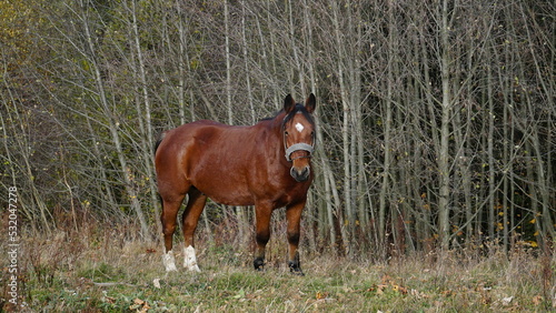A beautiful bay horse is grazing on a pasture. A brown stallion eats green grass. Adult male equus caballus with black tail and mane on field. Horse breeding.
