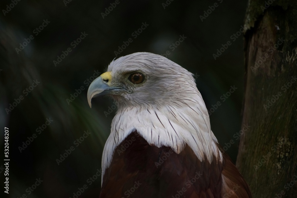 The brahminy kite, formerly known as the red-backed sea-eagle in Australia, is a medium-sized bird of prey in the family Accipitridae, closeup shot. The brahminy kite, formerly known as the red-backed sea-eagle in Australia, is a medium-sized bird of prey in the family Accipitridae, closeup shot.