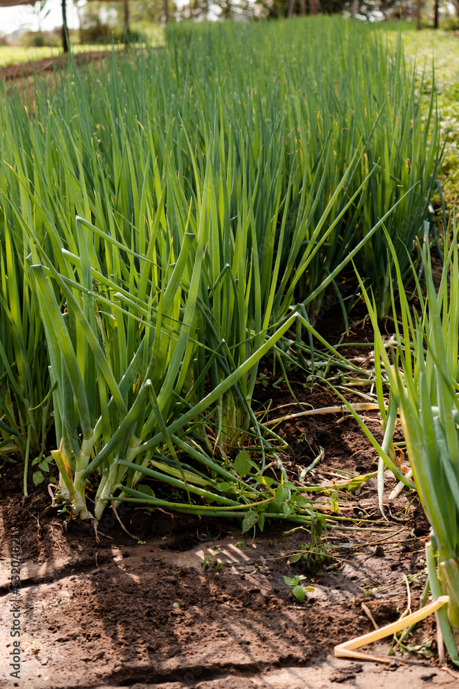 Fototapeta premium Chive leaf in vegetable garden. All very beautiful. green onion leaves
