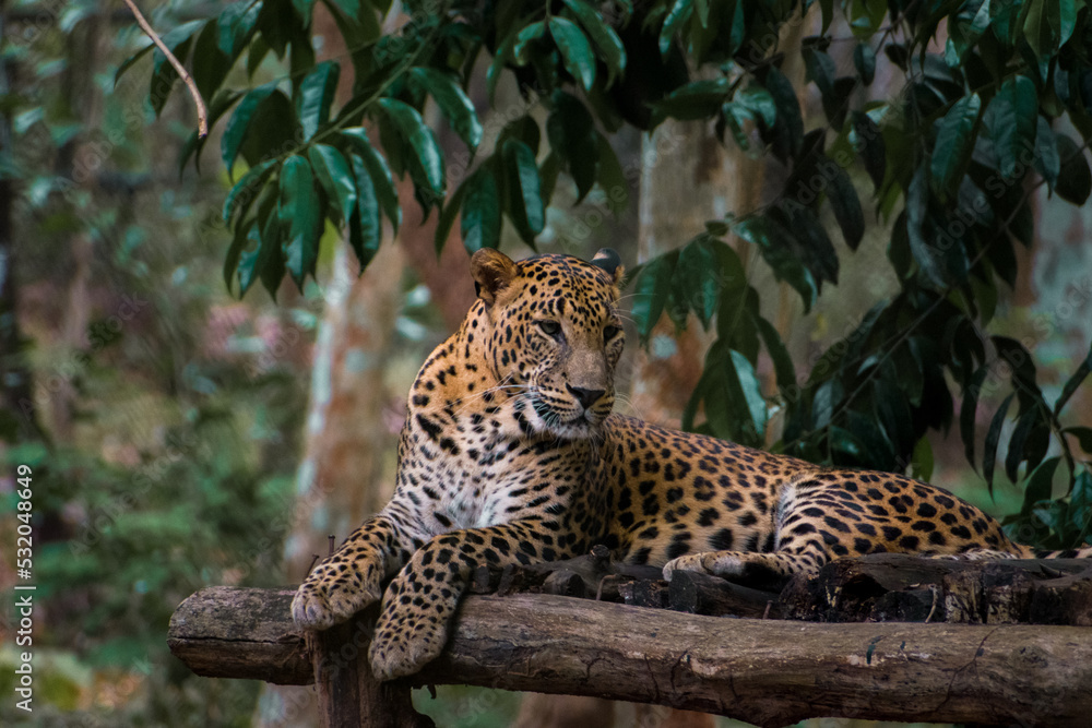 Beautiful shot of a leopard lying on the wooden structure and having rest Beautiful shot of a leopard lying on the wooden structure and having rest