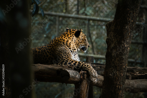Beautiful shot of a leopard lying on the wooden structure and having rest.