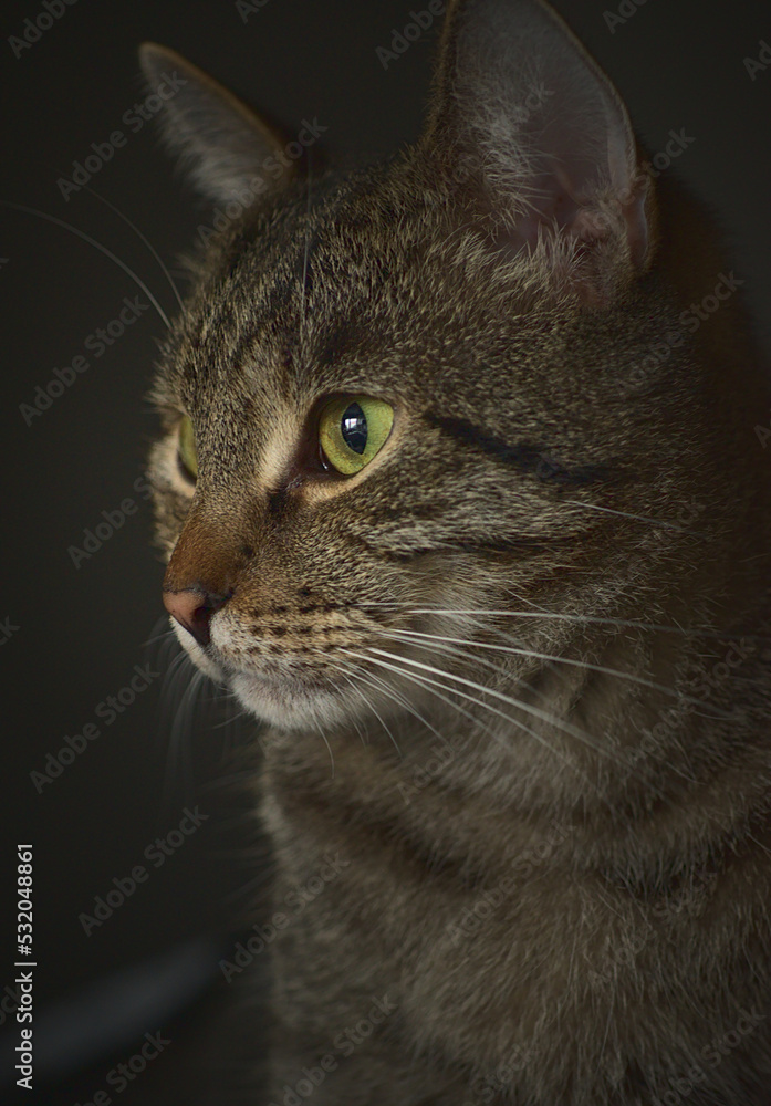European breed cat with green eyes and gray-brown fur. Portrait of a pet.