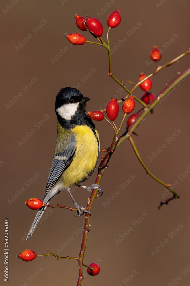 Fototapeta premium Great tit, parus major, sitting on rosehip tree in autumn in vertical shot. Color bird resting on bush in fall. Dark and yellow feathered animal looking on branch with berries.