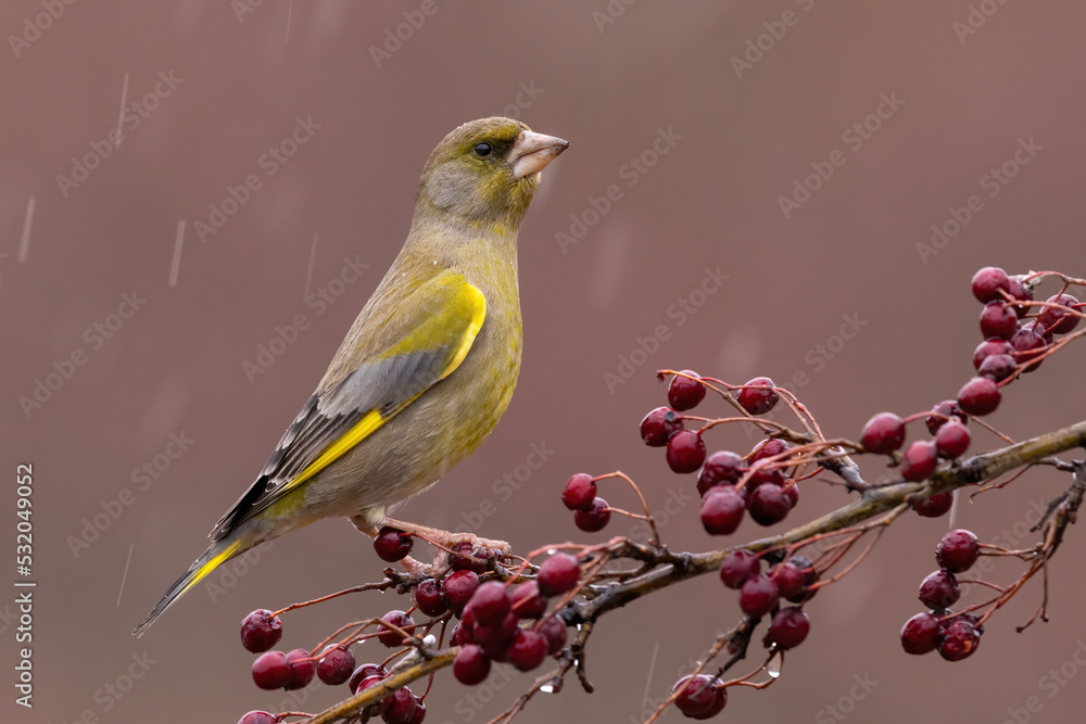 European greenfinch, chloris chloris, sitting on rosehip bush in raining. Yellow bird resting on tree in fall in rain. Feathered animal looking on bough with berries.