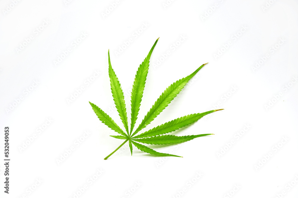 Cannabis leaf isolated on white background. Marijuana Cannabis leaf isolated on white background. Marijuana