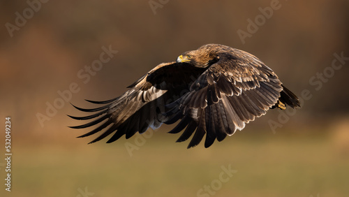 Eastern imperial eagle  aquila heliaca  flying with wings covering its body illuminated by sun. Raptor hovering in air from side view. Animal wildlife in nature.