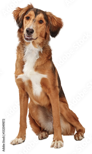Fototapeta Naklejka Na Ścianę i Meble -  Friendly Obedient Saluki Dog Sitting Looking Forward