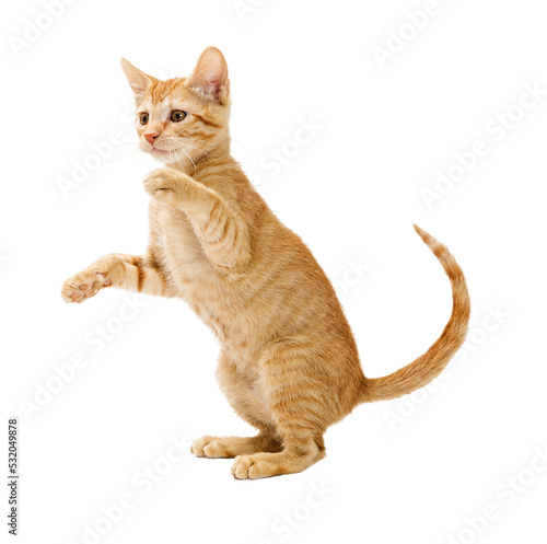 Frisky Orange Kitten Standing Side Playing Extracted photo