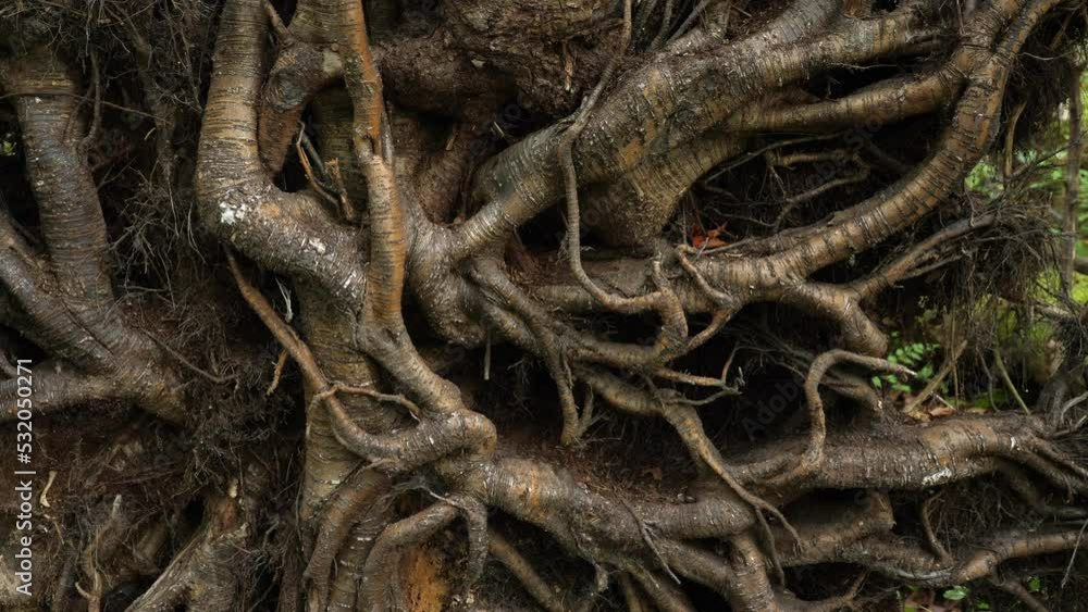 Tangled roots of fallen tree. Ontario, Canada. Tangled roots of fallen tree. Ontario, Canada.