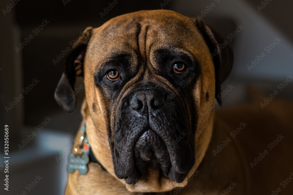 2022-09-19 A CLOSE UP PORTRAIT OF A LARGE BULLMASTIFF WITH BEAUTIFUL BRIGHT EYES AND A BLURRY BACKGROUND