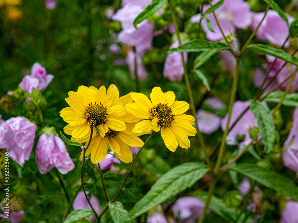 wild flowers wild flowers