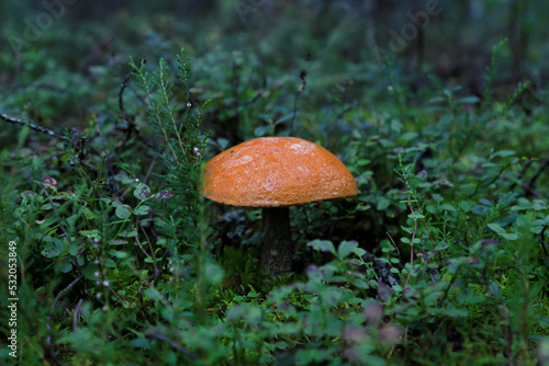 forest mushroom in green grass, autumn forest, honey agarics, butterflies, toadstools, white mushroom, wet ground after rain, poisonous and edible mushrooms, diversity of nature, harvest, mushroom pic