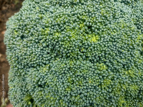 broccoli close up