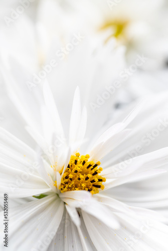 Close up of White Cosmos Flowers with Yellow Center