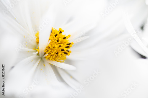 Close up of White Cosmos Flowers with Yellow Center