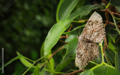 Alcis repandata moth on leaves outdoors, closeup. Space for text photo