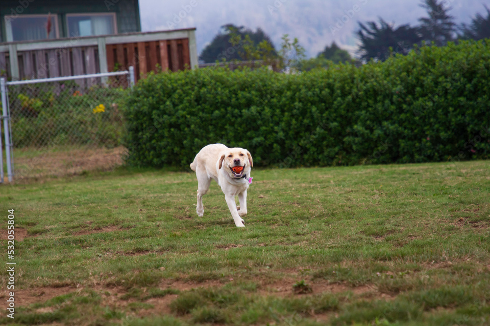 A yellow Labrador Retriever in a dog Park A yellow Labrador Retriever in a dog Park