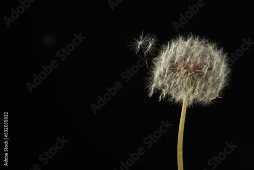 Beautiful dandelion flower on black background. Space for text