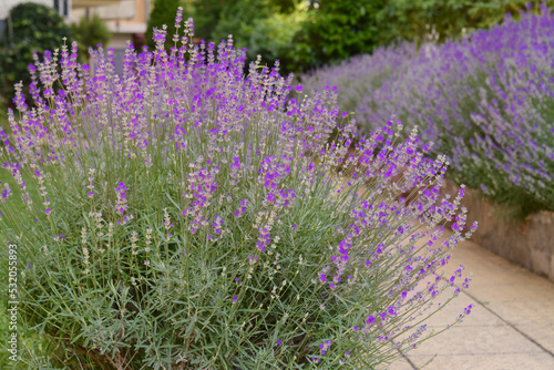 Beautiful blooming lavender plants in garden on summer day