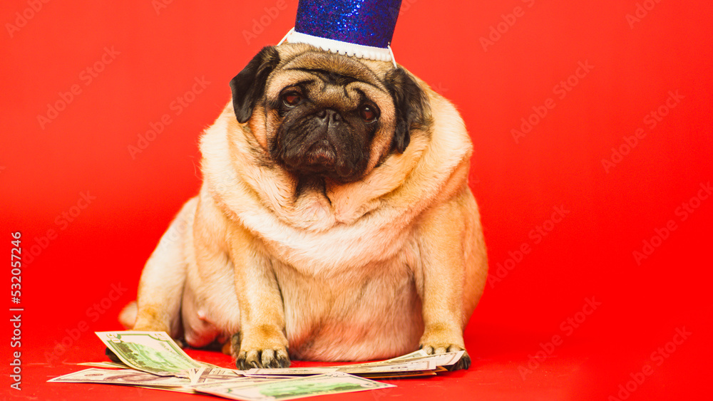 Cute dog with crown on head sitting with dollar bills. Business pug with blue crown and money on red background.