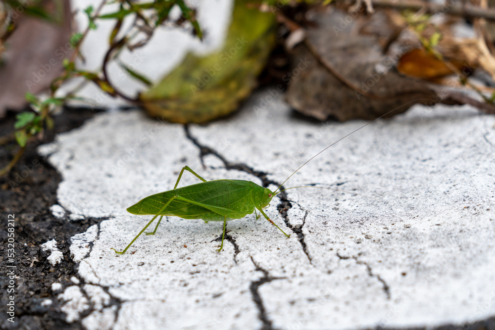 A kind of Japanese katydid - Holochlora japonica - is walking on a ground in countryside, Japan. A kind of Japanese katydid - Holochlora japonica - is walking on a ground in countryside, Japan.
