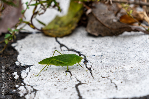 A kind of Japanese katydid - Holochlora japonica - is walking on a ground in countryside, Japan.
