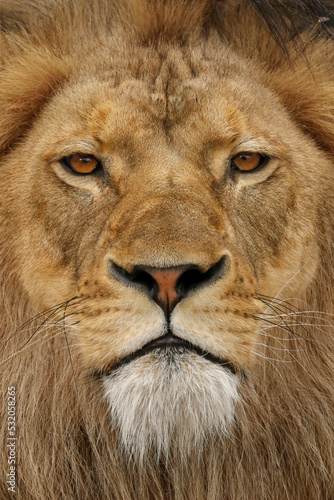 Adult male lion  Masai Mara  Kenya  Africa